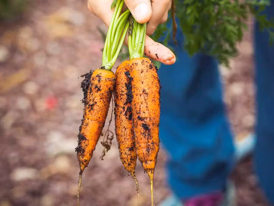 Des carottes sorties de terre.